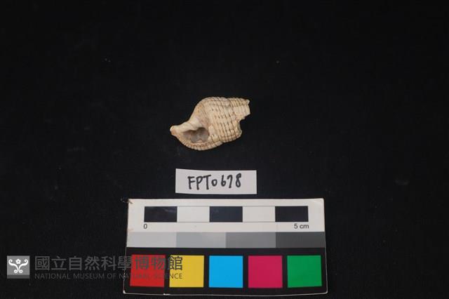 貝殼藏品圖，第1張