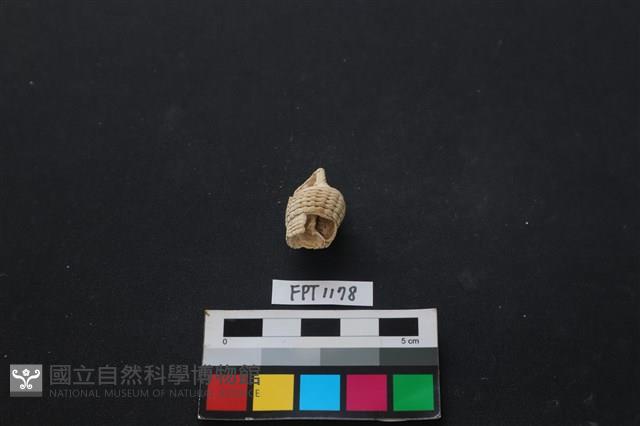 貝殼藏品圖，第1張