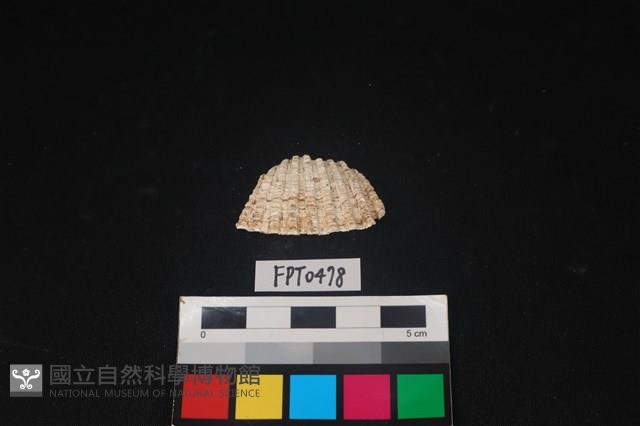 貝殼藏品圖，第1張