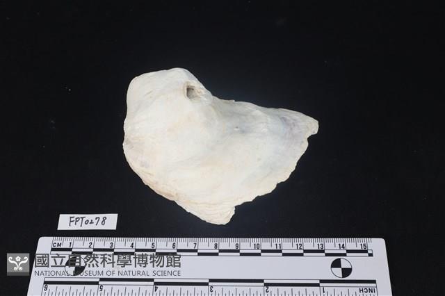 貝殼藏品圖，第1張