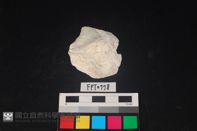 貝殼藏品圖，第1張