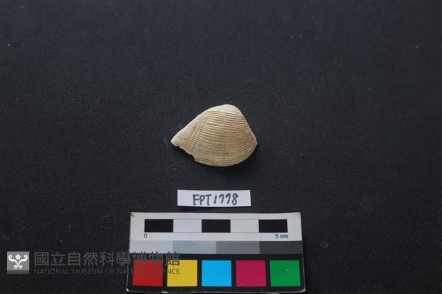 貝殼藏品圖，第1張