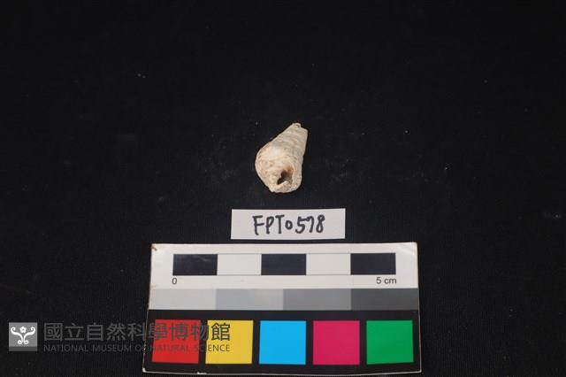 貝殼藏品圖，第1張