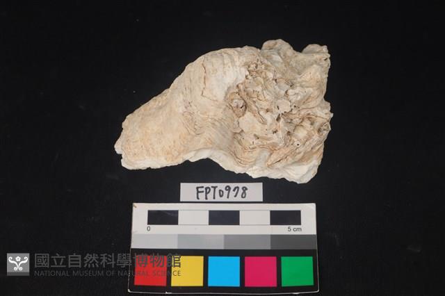 貝殼藏品圖，第1張