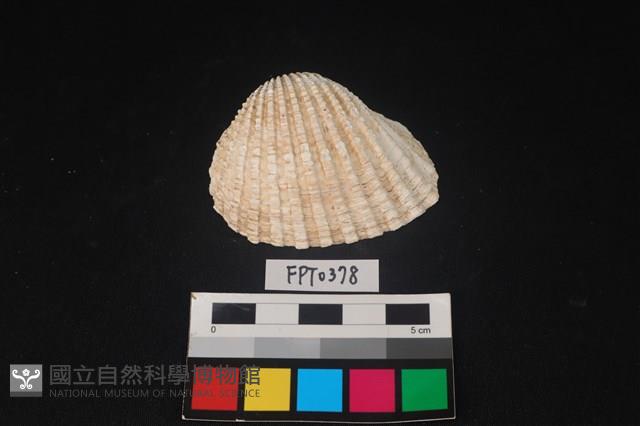貝殼藏品圖，第1張