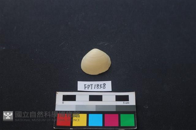 貝殼藏品圖，第1張