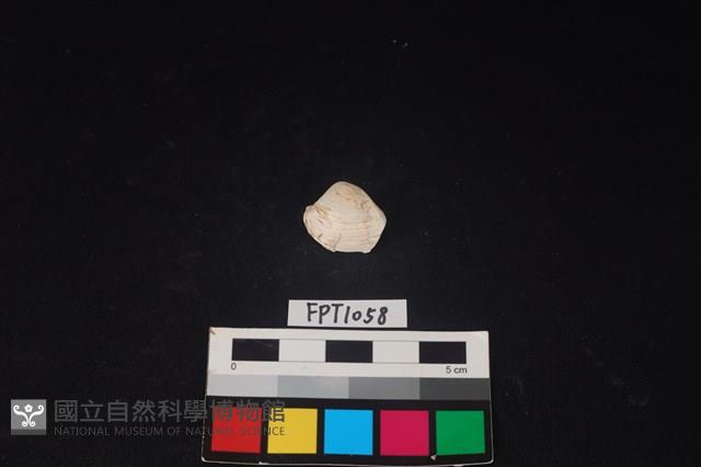 貝殼藏品圖，第1張