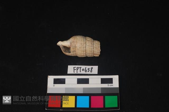 貝殼藏品圖，第1張