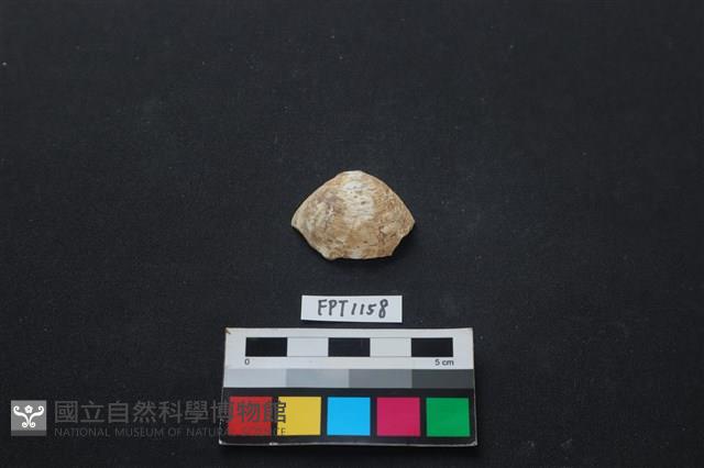 貝殼藏品圖，第1張