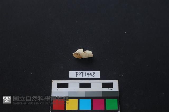 貝殼藏品圖，第1張