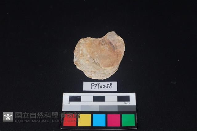 貝殼藏品圖，第1張