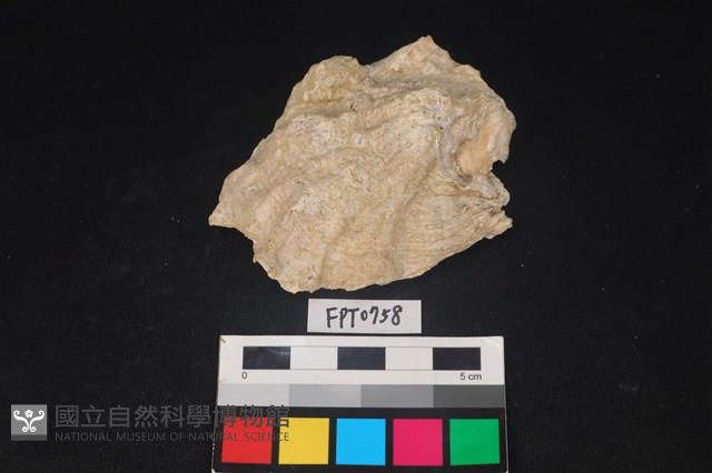 貝殼藏品圖，第1張