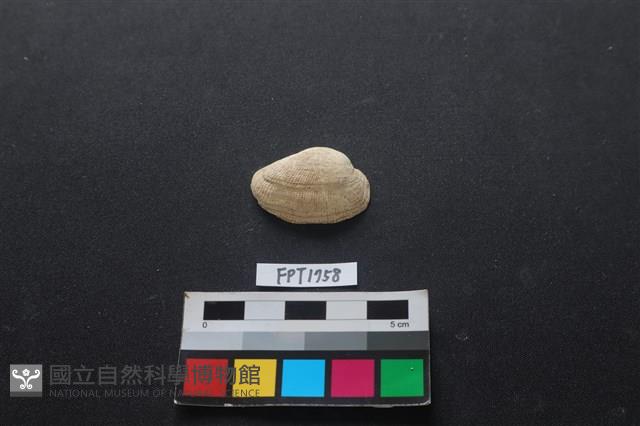 貝殼藏品圖，第1張