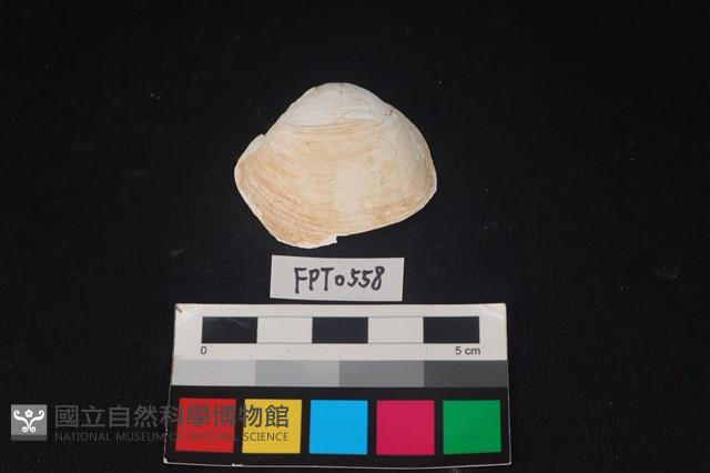 貝殼藏品圖，第1張