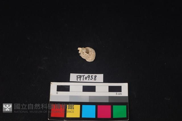 貝殼藏品圖，第1張
