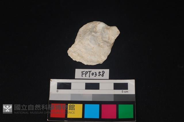 貝殼藏品圖，第1張