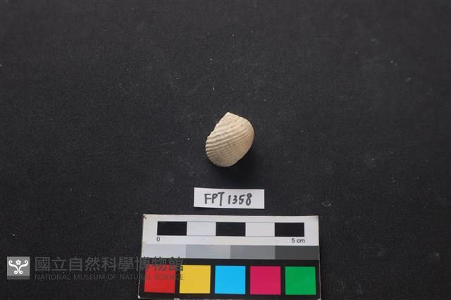 貝殼藏品圖，第1張