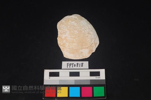 貝殼藏品圖，第1張
