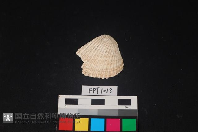 貝殼藏品圖，第1張