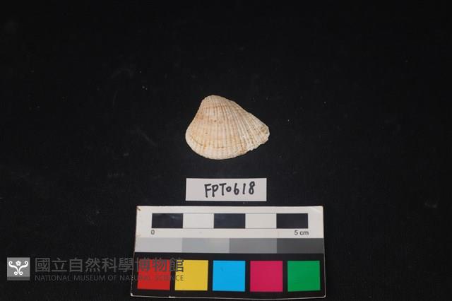 貝殼藏品圖，第1張
