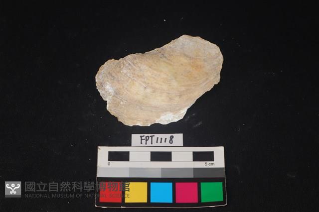 貝殼藏品圖，第1張
