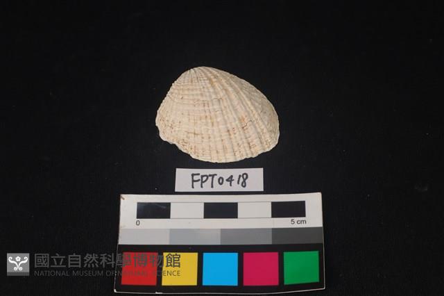 貝殼藏品圖，第1張
