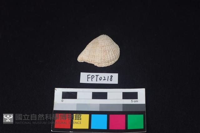 貝殼藏品圖，第1張