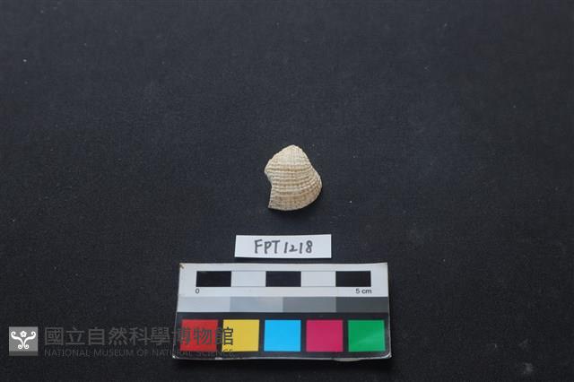 貝殼藏品圖，第1張