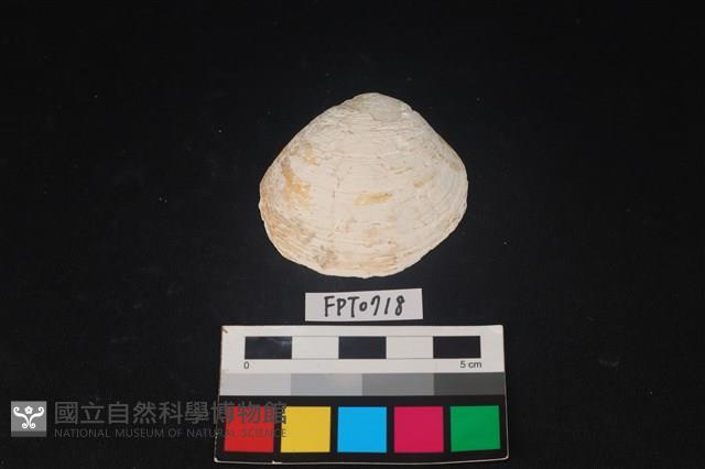 貝殼藏品圖，第1張