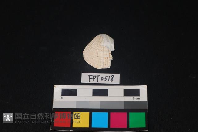 貝殼藏品圖，第1張