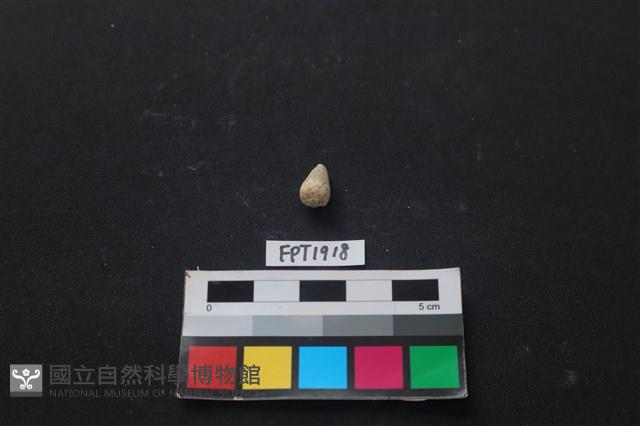 貝殼藏品圖，第1張