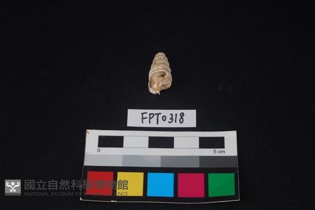 貝殼藏品圖，第1張