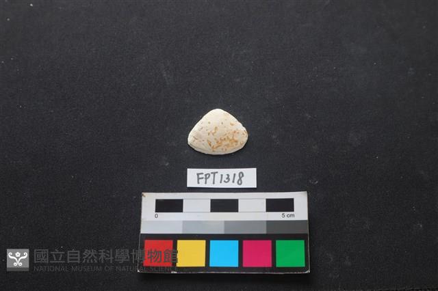 貝殼藏品圖，第1張