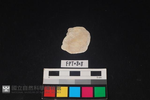 貝殼藏品圖，第1張