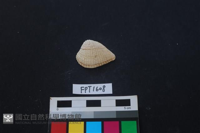 貝殼藏品圖，第1張