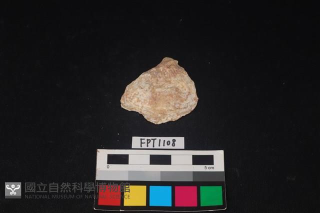 貝殼藏品圖，第1張