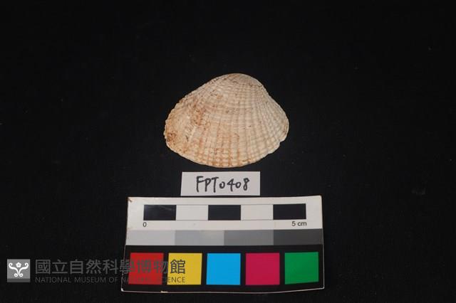 貝殼藏品圖，第1張