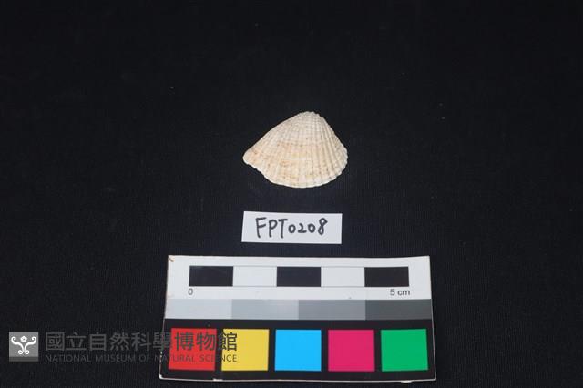 貝殼藏品圖，第1張