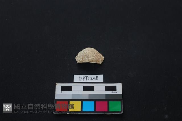 貝殼藏品圖，第1張