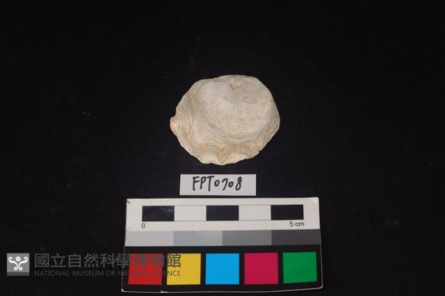 貝殼藏品圖，第1張