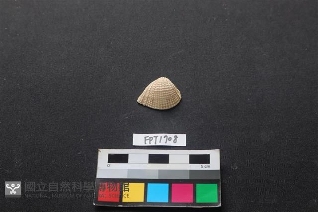 貝殼藏品圖，第1張