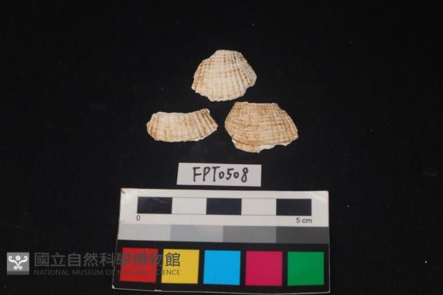 貝殼藏品圖，第1張