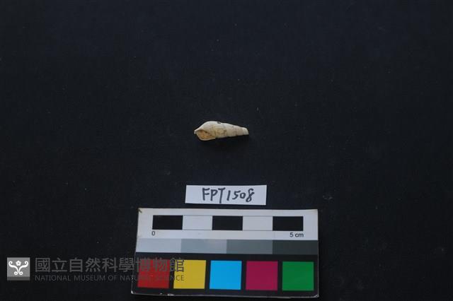 貝殼藏品圖，第1張