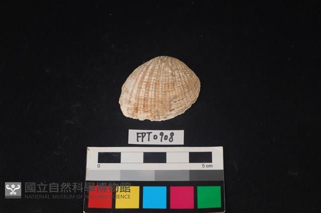 貝殼藏品圖，第1張