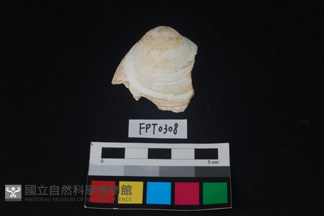 貝殼藏品圖，第1張