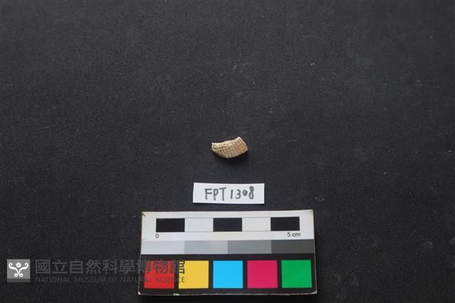 貝殼藏品圖，第1張