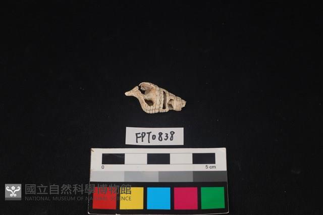貝殼藏品圖，第1張