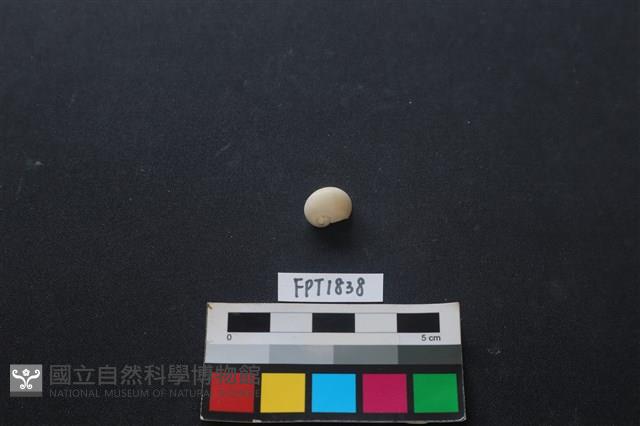 貝殼藏品圖，第1張