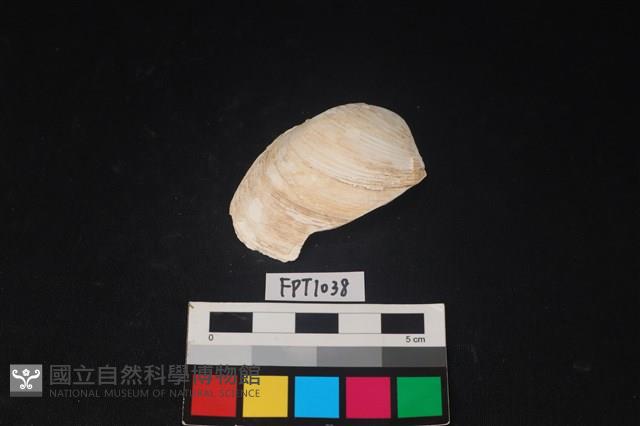貝殼藏品圖，第1張