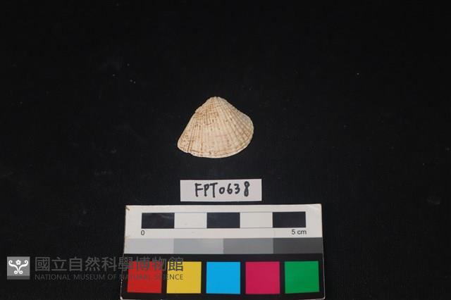 貝殼藏品圖，第1張
